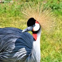 Crane