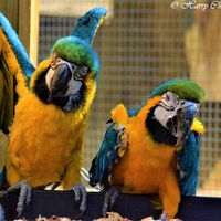Crazy Parrots