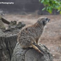 Curious Meerkat