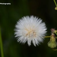 Dandelion