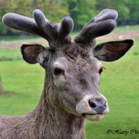 Deer 1