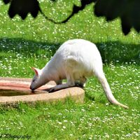 Drinking Wallaby