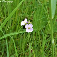 Flower 17