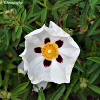Flower 18