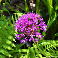 Flower 12