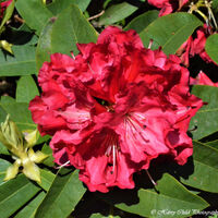 Flower 13