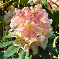 Flower 14
