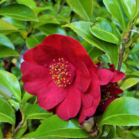 Flower 15