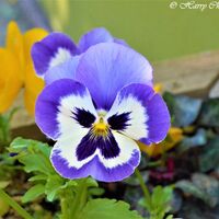 Flower 16