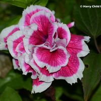 Flower 5