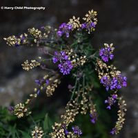 Flower 6