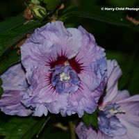 Flower 7