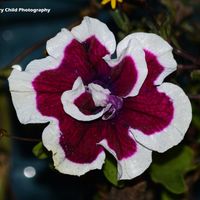 Flower 8