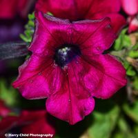 Flower 9