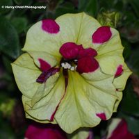 Flower 10
