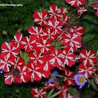 Flower 11