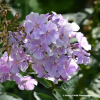 Flower 1