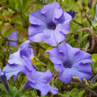 Flower 2