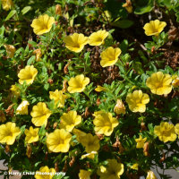 Flower 3