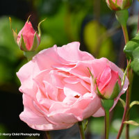Flower 4