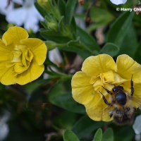 Nectar Taker