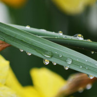 Raindrops 1