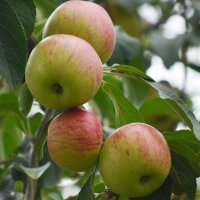 Apples