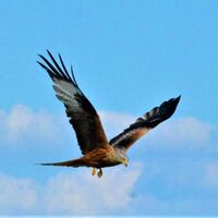 Flying Eagle