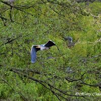 Flying Heron