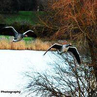 Geese Flight