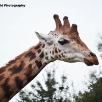 Giraffe