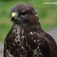 Goshawk 4