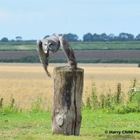 Great Grey Owl 1