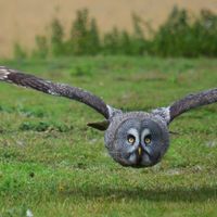 Great Grey Owl 2