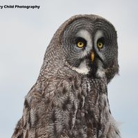 Great Grey Owl 3
