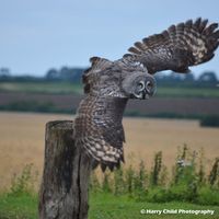 Great Grey Owl 4