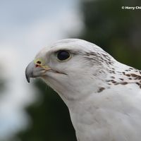 Gyrfalcon 1