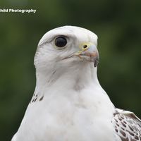 Gyrfalcon 2