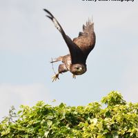 Harris Hawk 6