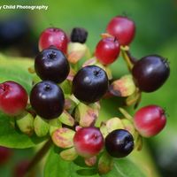 Headgerow Berries