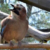 Jay