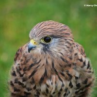 Kestrel