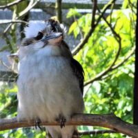 Kookaburra