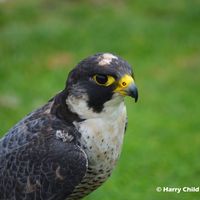 Lanner Falcon 3