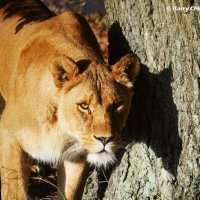 Lioness 1