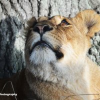 Lioness 2