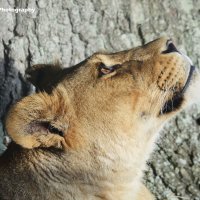 Lioness 3
