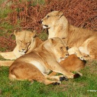 Lioness Group