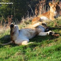 Lioness and Cub