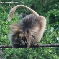 Macaque 1